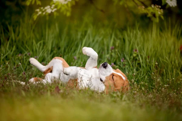 Portret Uroczego Psa Bawiącego Się Ogrodzie — Zdjęcie stockowe
