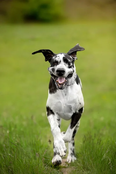 Yaz Bahçesinde Çimlerde Bir Köpek — Stok fotoğraf