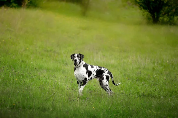 Dog Grass Summer Garden — Stock Photo, Image