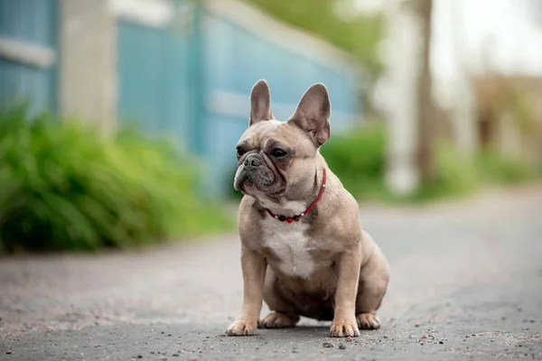 自然界の庭でかわいい面白いブルドッグ — ストック写真