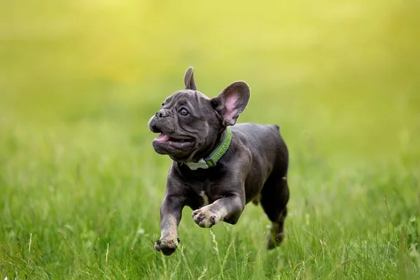 花园里可爱有趣的斗牛犬谈自然 — 图库照片