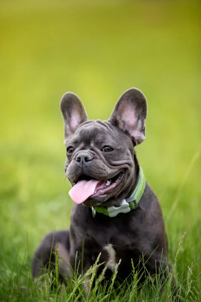 Carino Bulldog Divertente Giardino Sulla Natura — Foto Stock