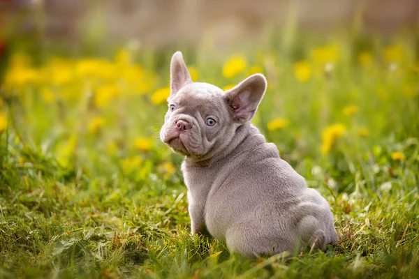 Aranyos Vicces Bulldog Kertben Természetben — Stock Fotó