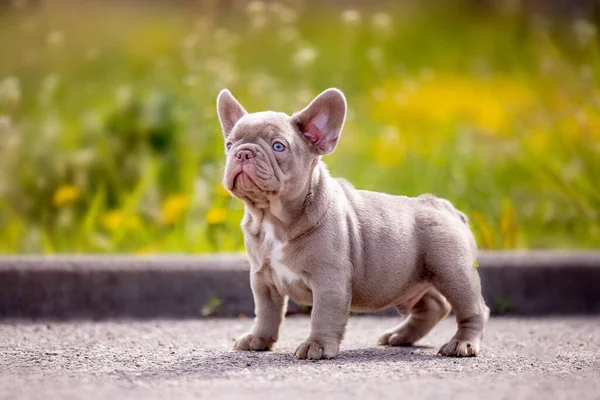 Lindo Bulldog Divertido Jardín Naturaleza —  Fotos de Stock