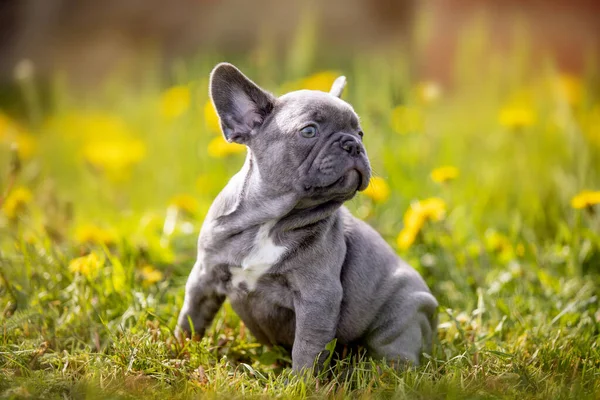 Bouledogue Drôle Mignon Dans Jardin Sur Nature — Photo