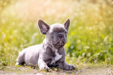 Bahçedeki sevimli buldog doğada