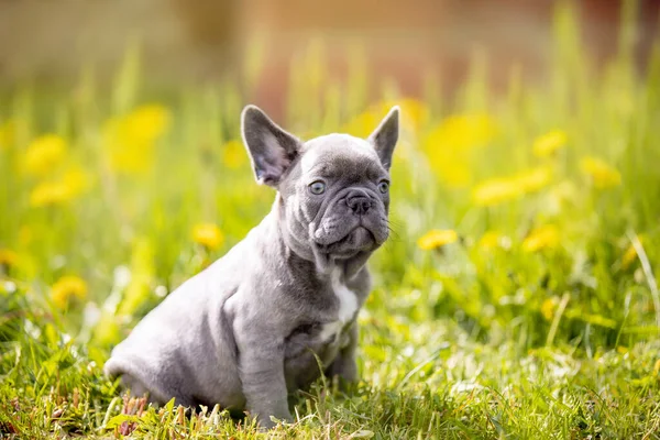 Aranyos Vicces Bulldog Kertben Természetben — Stock Fotó