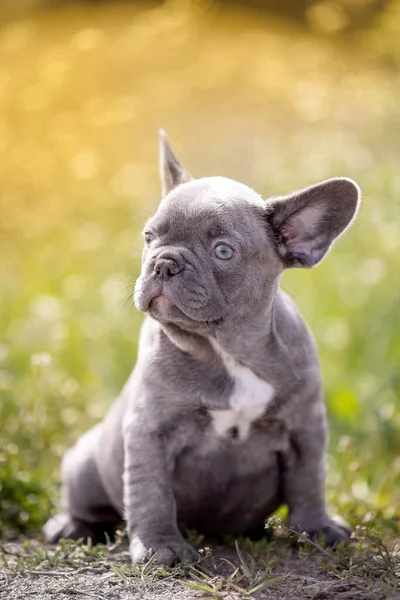 Carino Bulldog Divertente Giardino Sulla Natura — Foto Stock