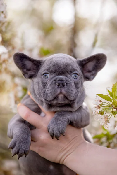 Carino Divertente Bulldog Cucciolo Mano Della Donna Giardino Sulla Natura — Foto Stock