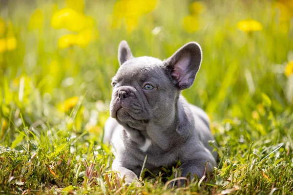 Lindo Bulldog Divertido Jardín Naturaleza —  Fotos de Stock