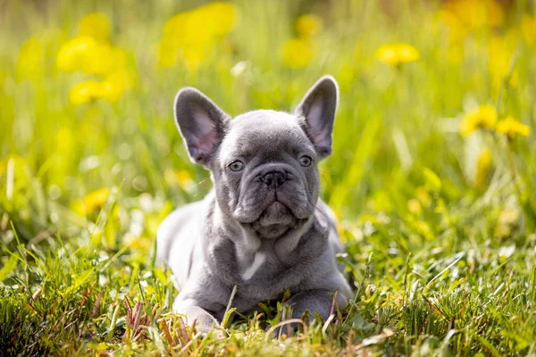 Lindo Bulldog Divertido Jardín Naturaleza —  Fotos de Stock