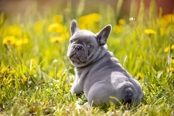 Carino Bulldog Divertente Giardino Sulla Natura — Foto Stock