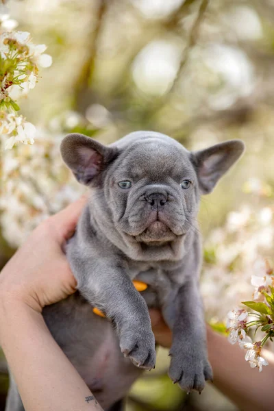 自然に庭の女性の手にかわいい面白いブルドッグ子犬 — ストック写真