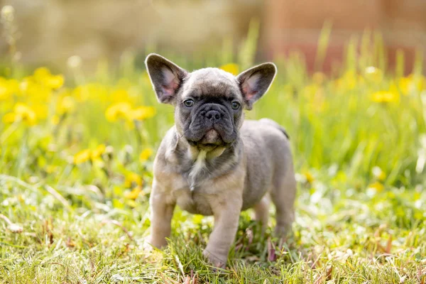 Lindo Bulldog Divertido Jardín Naturaleza —  Fotos de Stock