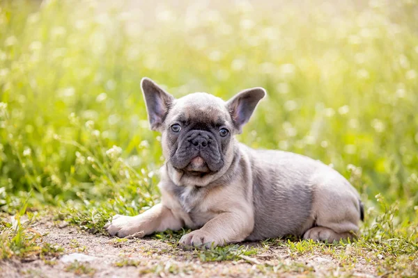 Carino Bulldog Divertente Giardino Sulla Natura — Foto Stock