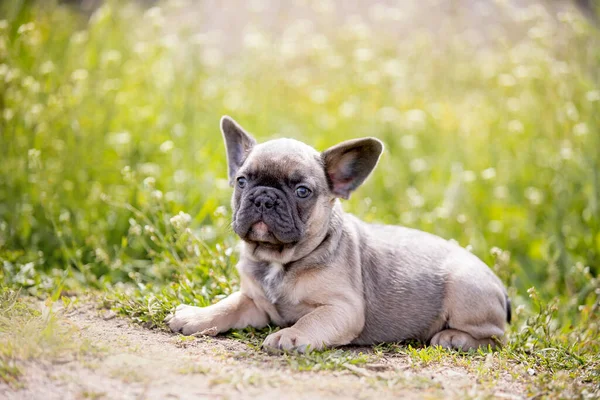 Aranyos Vicces Bulldog Kertben Természetben — Stock Fotó