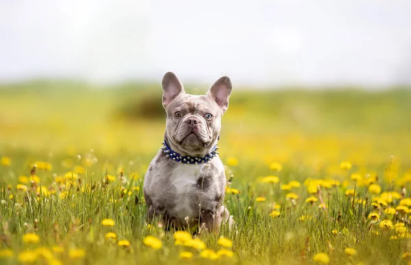 自然界の庭でかわいい面白いブルドッグ — ストック写真