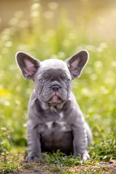 Carino Bulldog Divertente Giardino Sulla Natura — Foto Stock