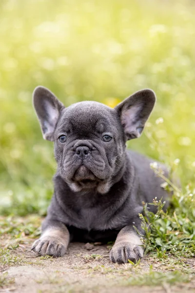 Bonito Engraçado Bulldog Jardim Natureza — Fotografia de Stock