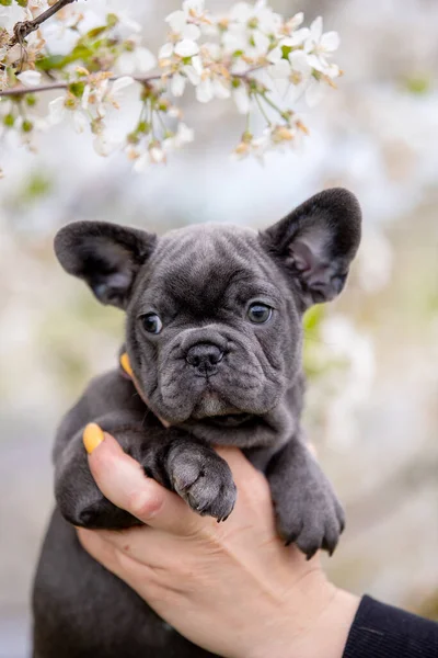 Bonito Engraçado Bulldog Filhote Cachorro Mão Mulher Jardim Natureza — Fotografia de Stock