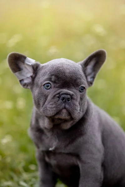 Niedliche Lustige Bulldogge Garten Auf Die Natur — Stockfoto