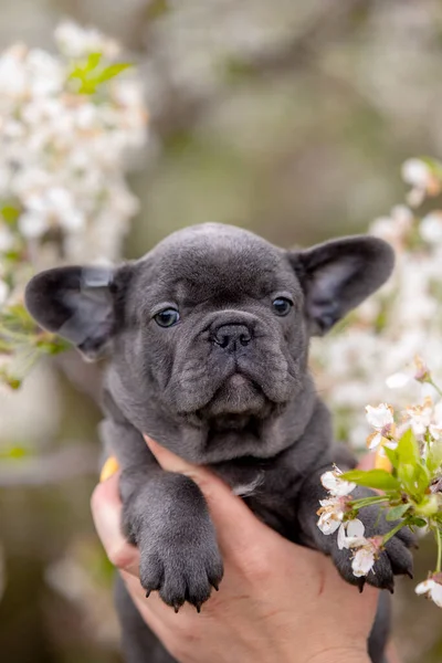 Aranyos Vicces Bulldog Kiskutya Kezében Kertben Természetben — Stock Fotó