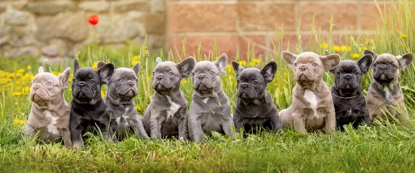 Portrait Cute Little Dogs Garden — Stock Photo, Image