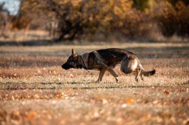 portrait of a playful German shepherd dog running in autumn park