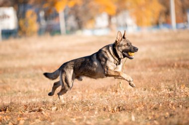 portrait of a German shepherd dog with ball in mouth in autumn park