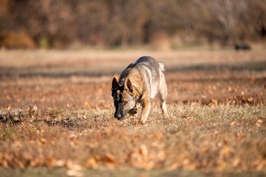 portrait of a playful German shepherd dog running in autumn park