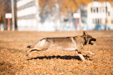 portrait of a playful German shepherd dog running in autumn park
