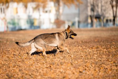 portrait of a playful German shepherd dog running in autumn park