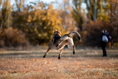 portrait of a playful German shepherd dog running in autumn park