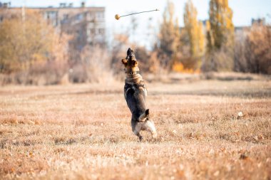 portrait of a German shepherd dog with ball in mouth in autumn park