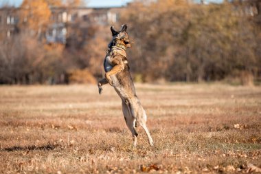 portrait of a playful German shepherd dog running in autumn park