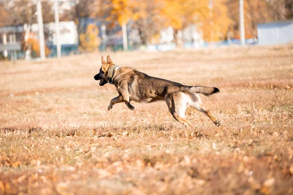 Portrait Playful German Shepherd Dog Running Autumn Park — Stok fotoğraf