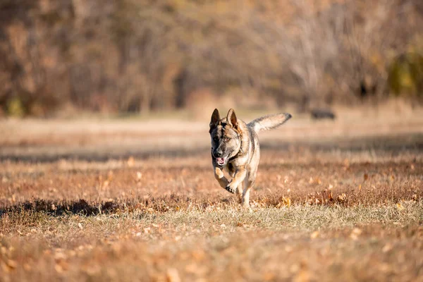 Retrato Perro Pastor Alemán Juguetón Corriendo Parque Otoño — Foto de Stock