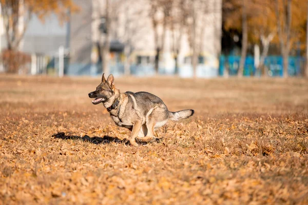 Portrait Playful German Shepherd Dog Running Autumn Park — Stok fotoğraf