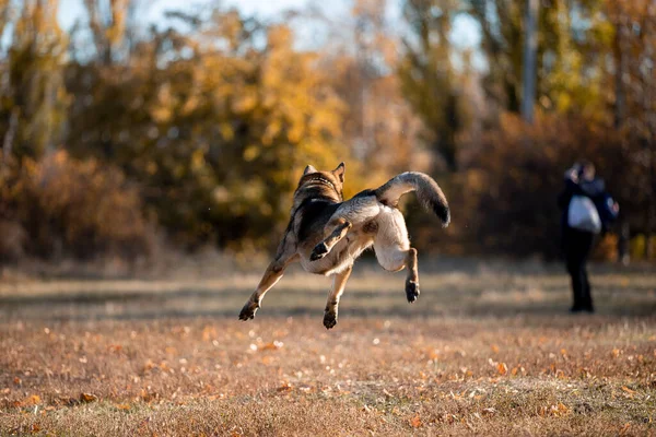 Portrait Playful German Shepherd Dog Running Autumn Park — стоковое фото