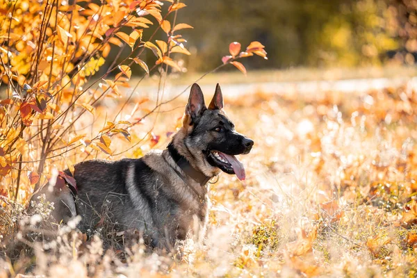 Portrait German Shepherd Dog Autumn Park — Zdjęcie stockowe