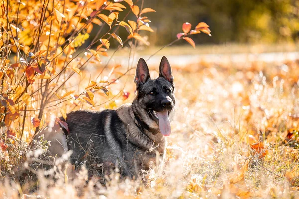 Portrait German Shepherd Dog Autumn Park — Stok fotoğraf