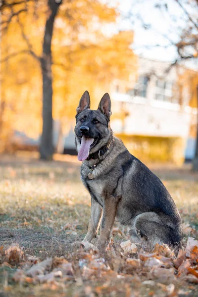 Portrait German Shepherd Dog Autumn Park — Stock Photo, Image