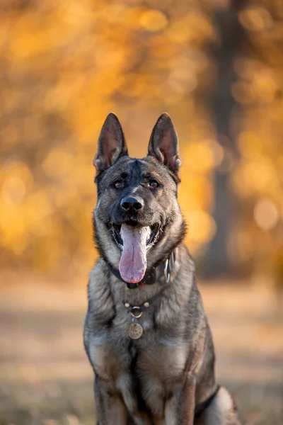 Portrait German Shepherd Dog Autumn Park — Foto Stock