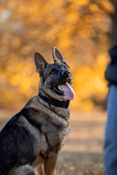 Portrait German Shepherd Dog Autumn Park — Stock Photo, Image