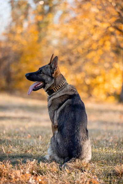 Portrait German Shepherd Dog Autumn Park — Stock fotografie