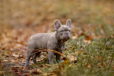close up view of french bulldog puppy 