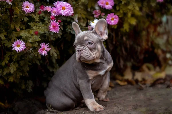 French Bulldog Puppy Flowers — стоковое фото