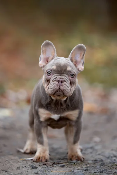 Adorable Little Dog Outdoors — Stock Photo, Image