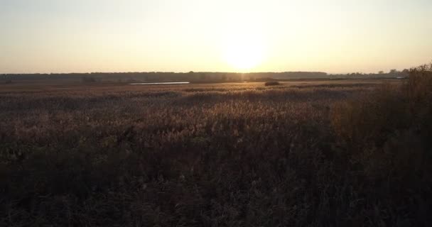 Krajina bažinatých keřů při západu slunce — Stock video