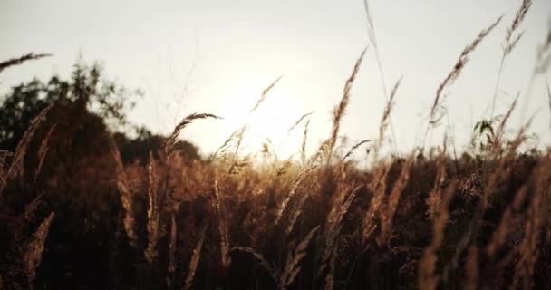 Plantes de champ au coucher du soleil. Herbe argentée fleur soufflant dans le vent — Video